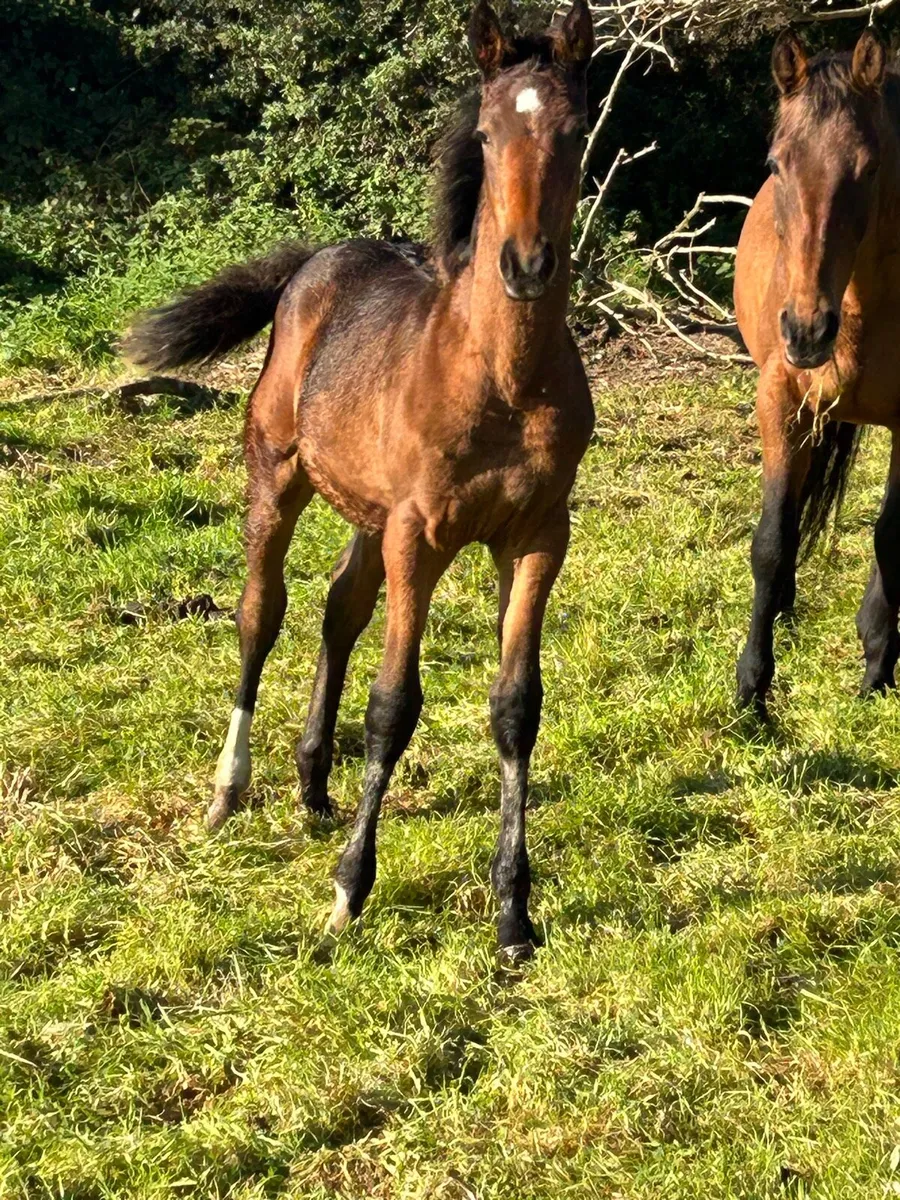 Bal foal - Image 1