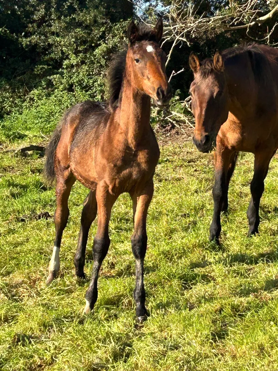 Bal foal - Image 2