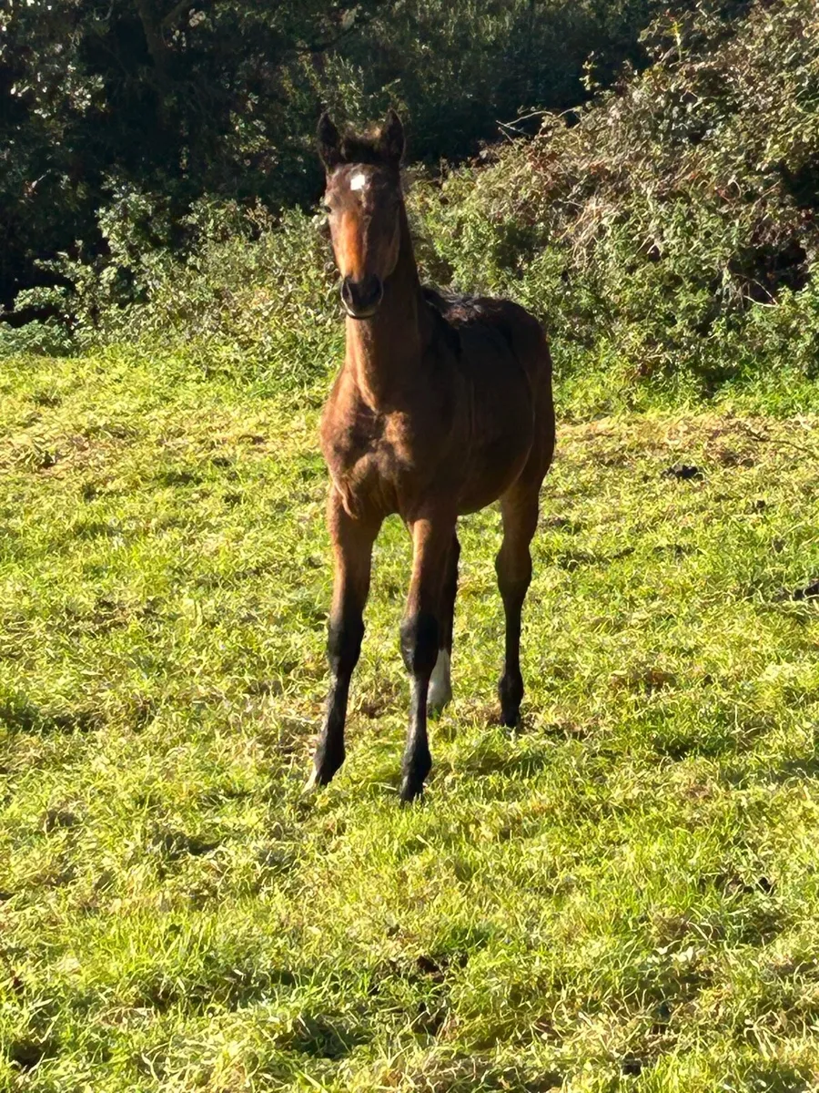 Bal foal - Image 3