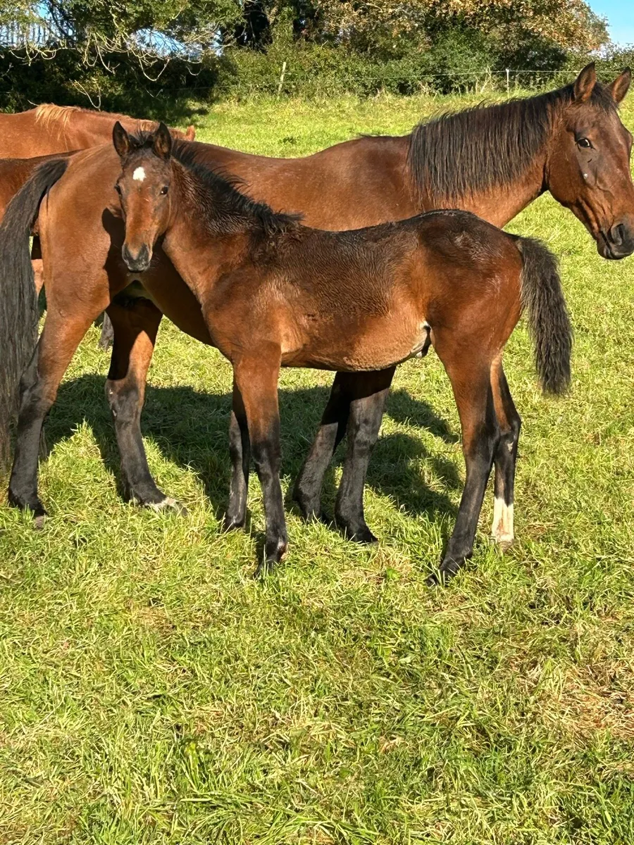 Bal foal - Image 4