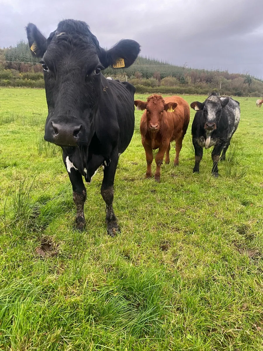 Suckling dairy cow - Image 1