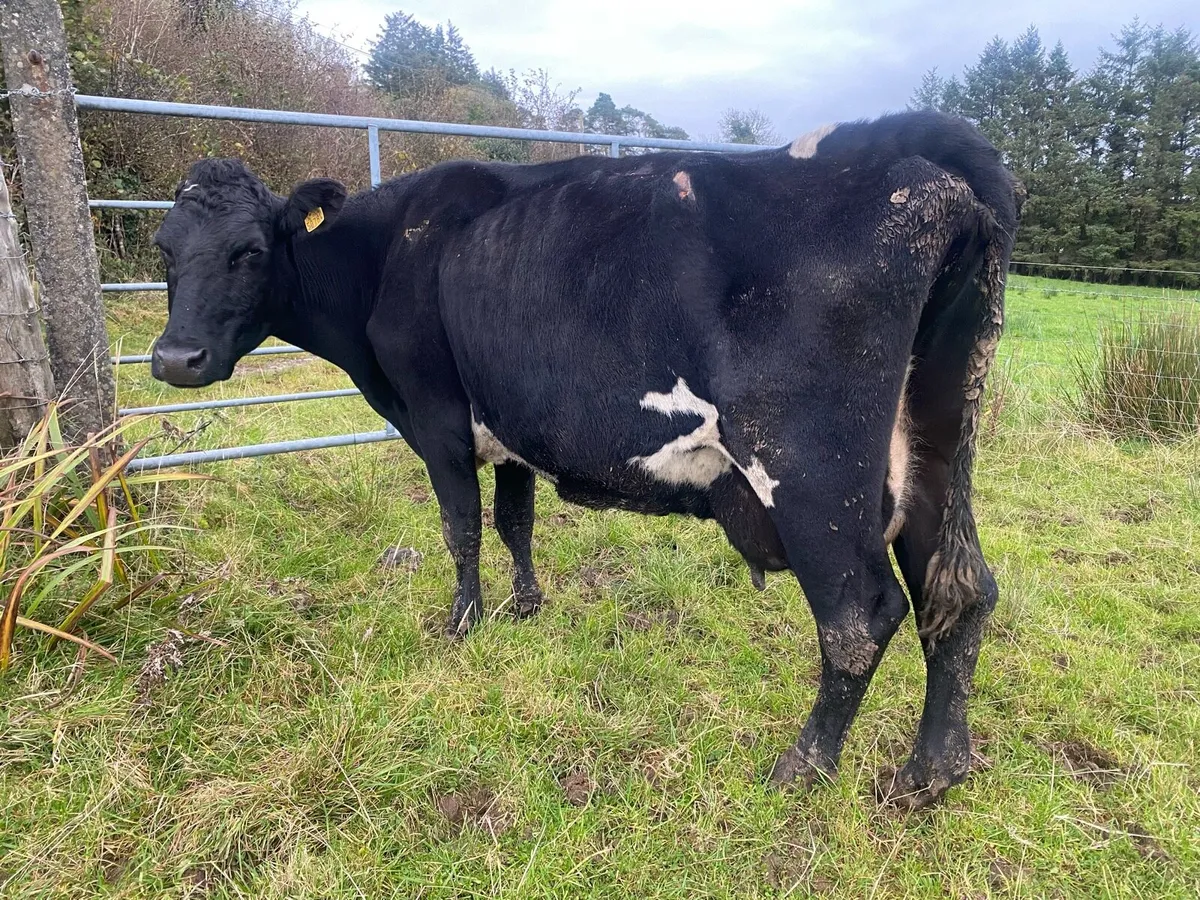 Suckling dairy cow - Image 2