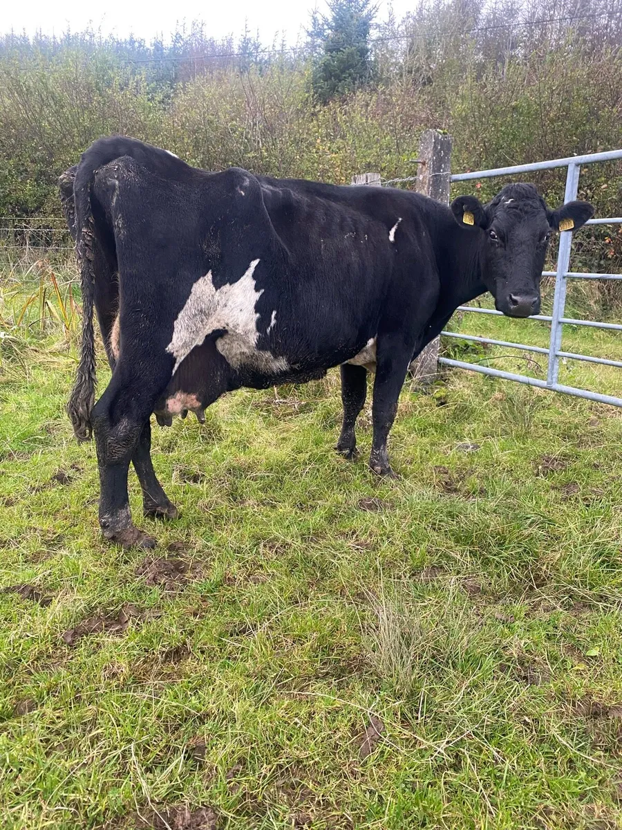 Suckling dairy cow - Image 3