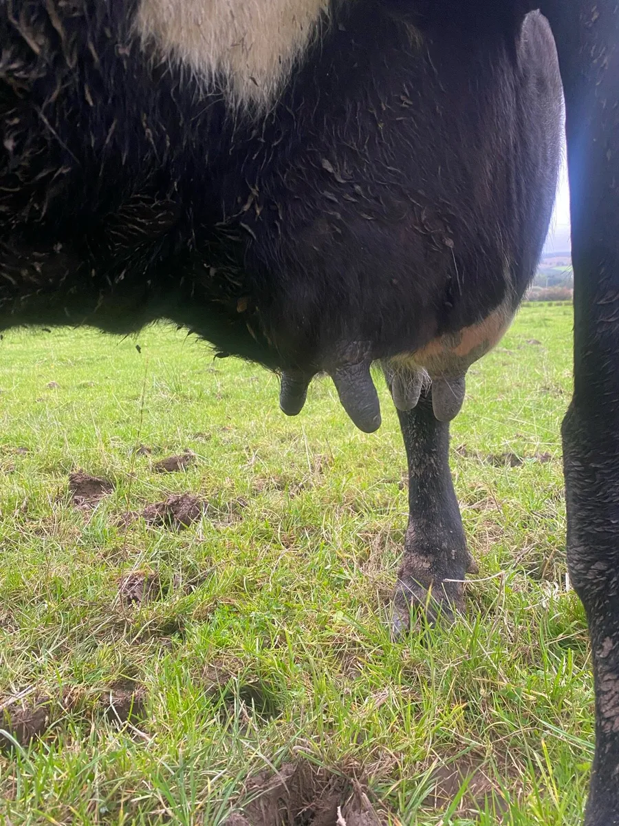 Suckling dairy cow - Image 4