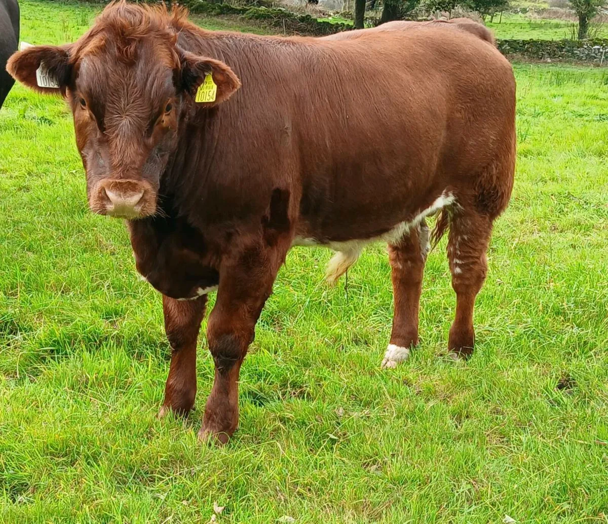 Bull Weanlings Balla Mart Tues 7th Oct - Image 1