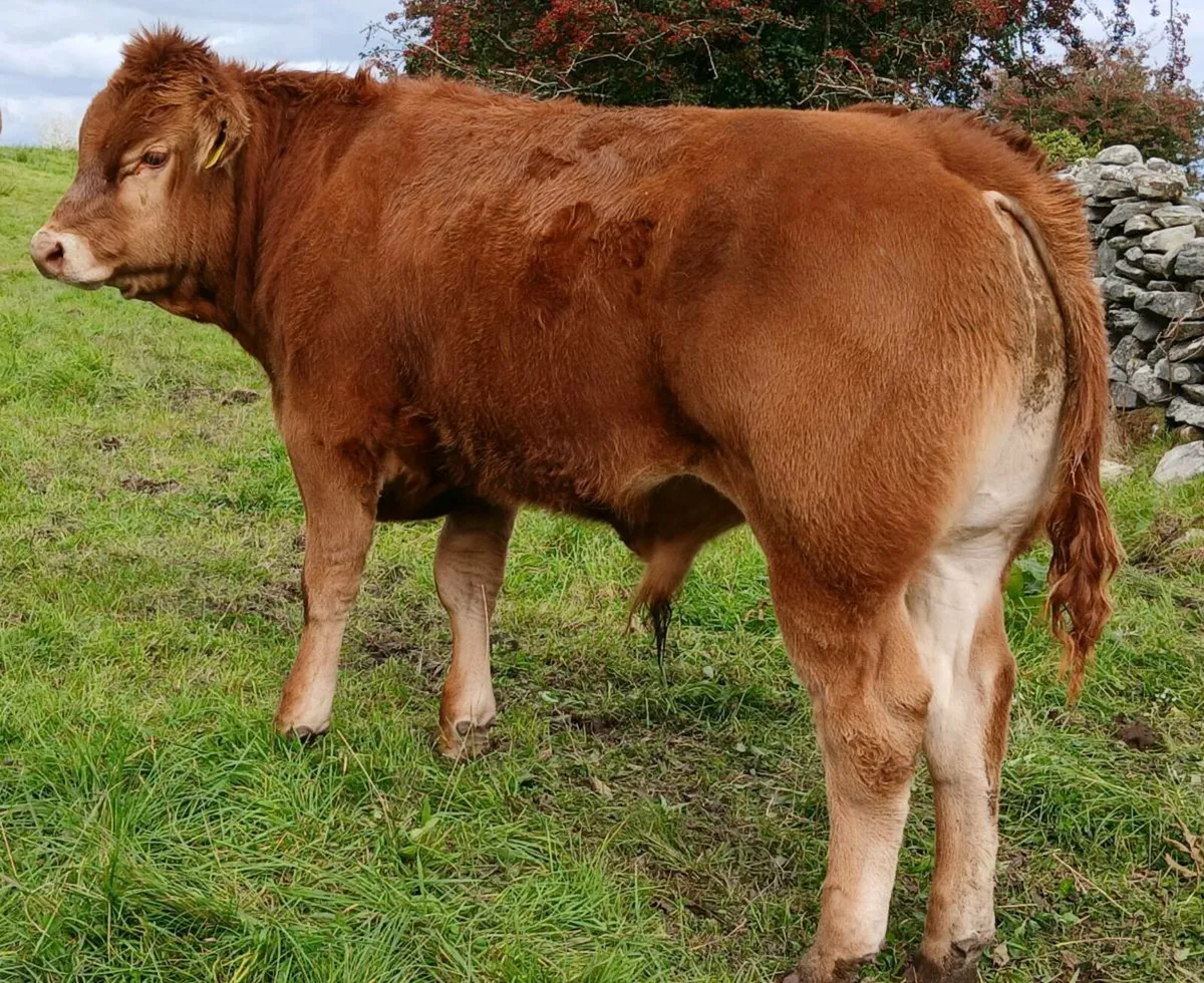 Bull Weanlings Balla Mart Tues 7th Oct - Image 2