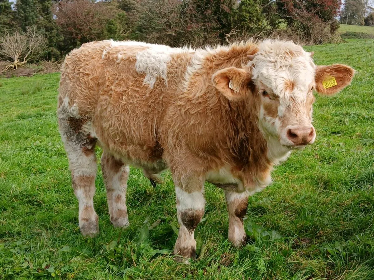 Bull Weanlings Balla Mart Tues 7th Oct - Image 3