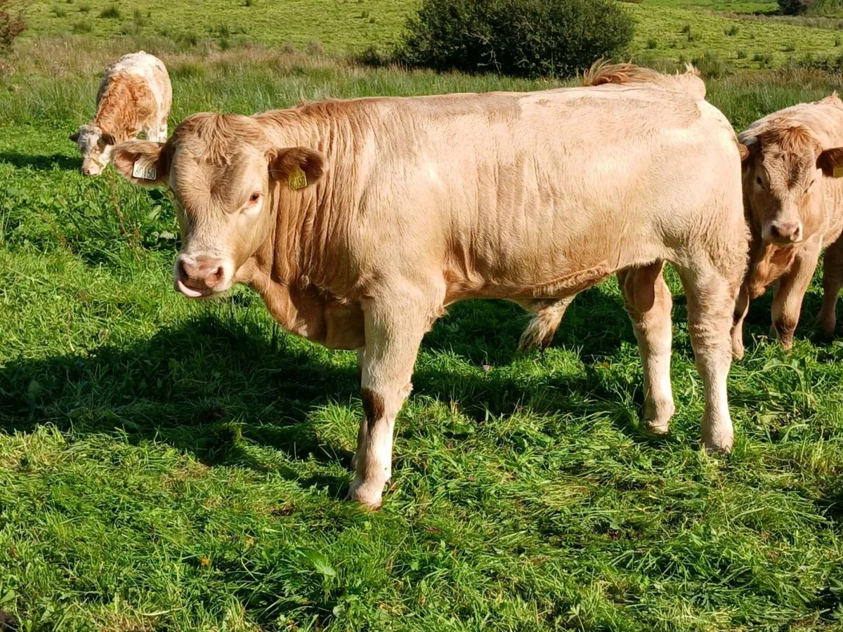 Bull Weanlings Balla Mart Tues 7th Oct - Image 4