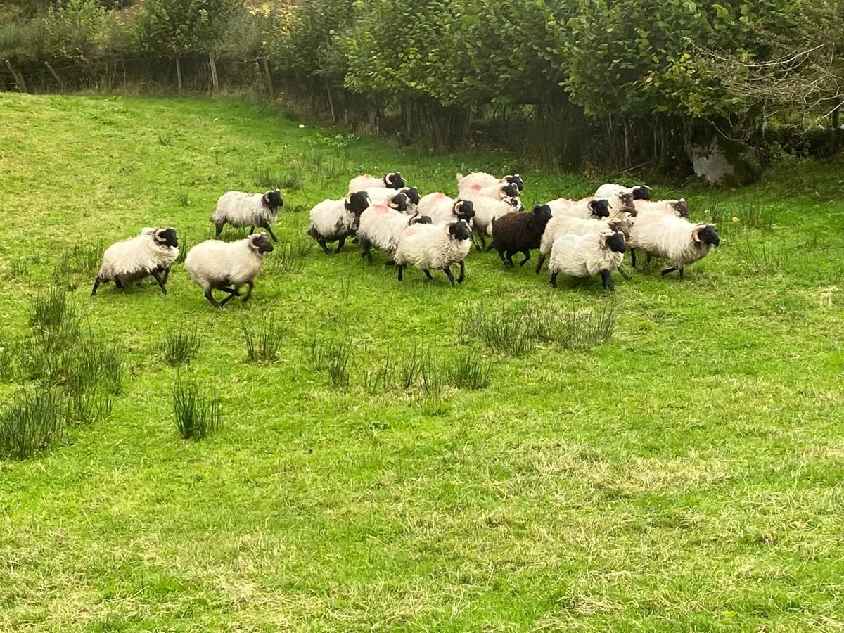 Organic ram lambs - Image 1