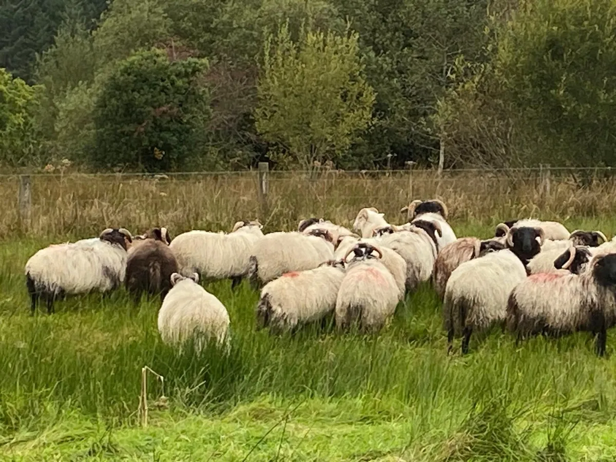 Organic ram lambs - Image 2
