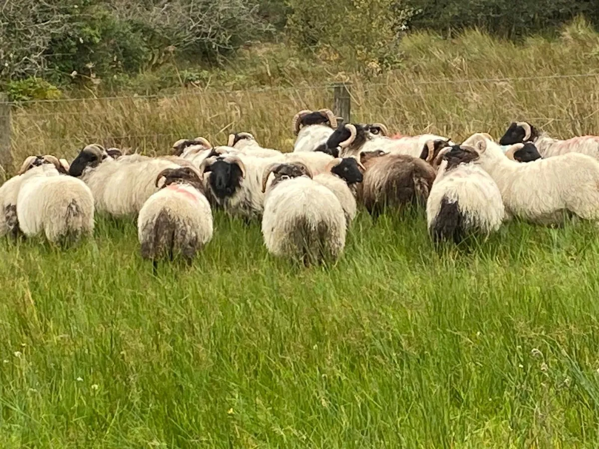 Organic ram lambs - Image 3