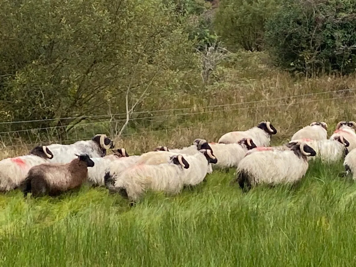Organic ram lambs - Image 4