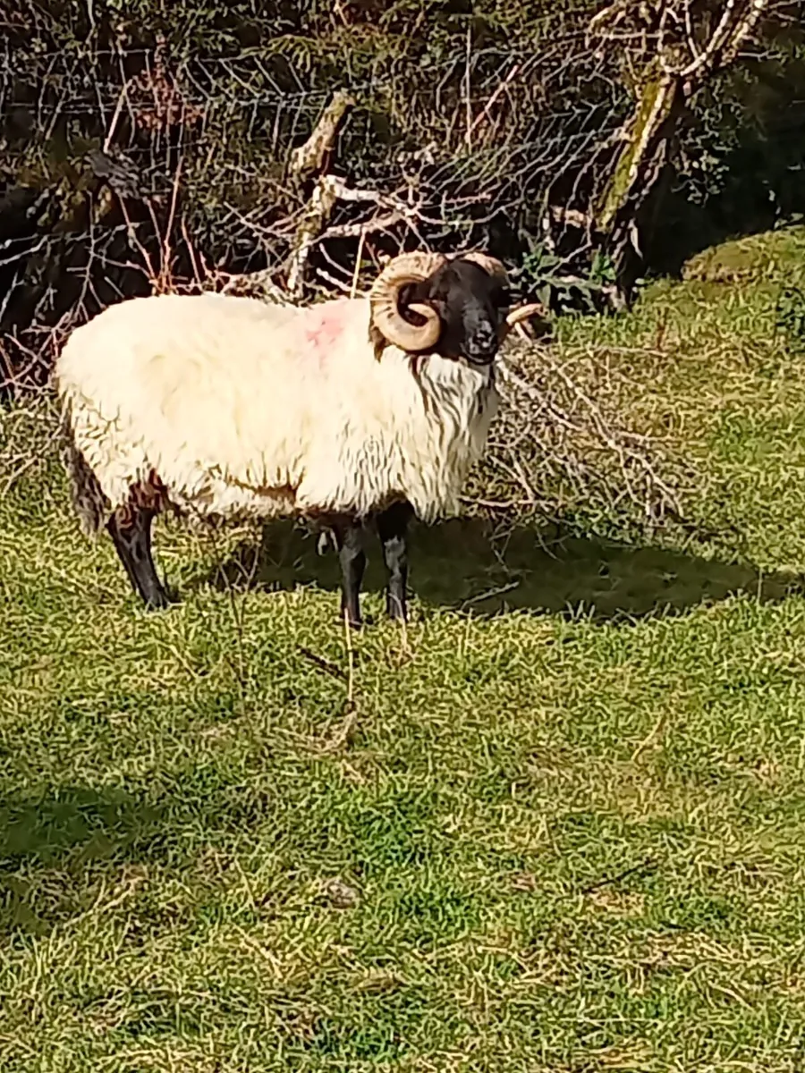 Mountain ram - Image 1