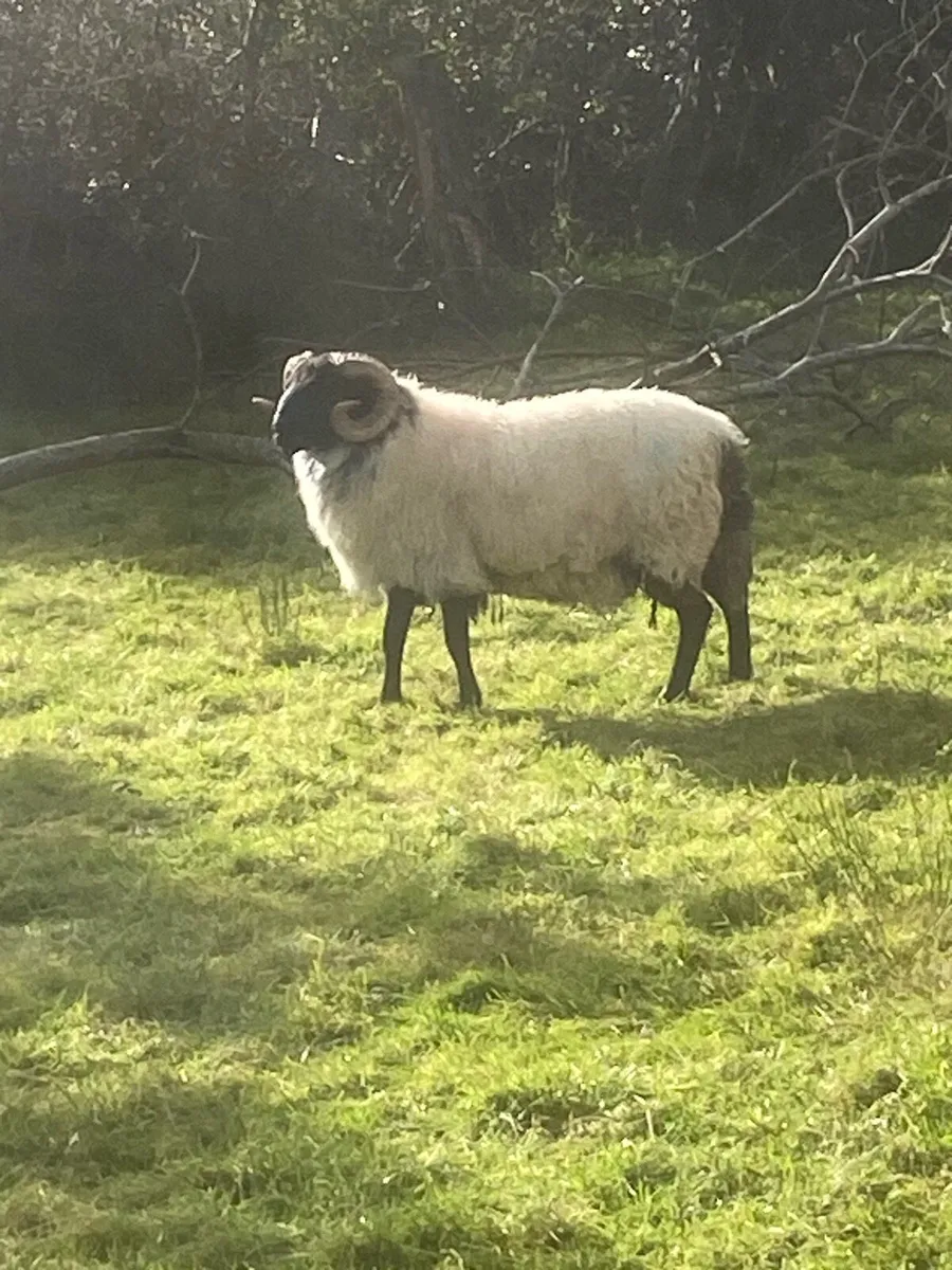 Mountain ram - Image 2
