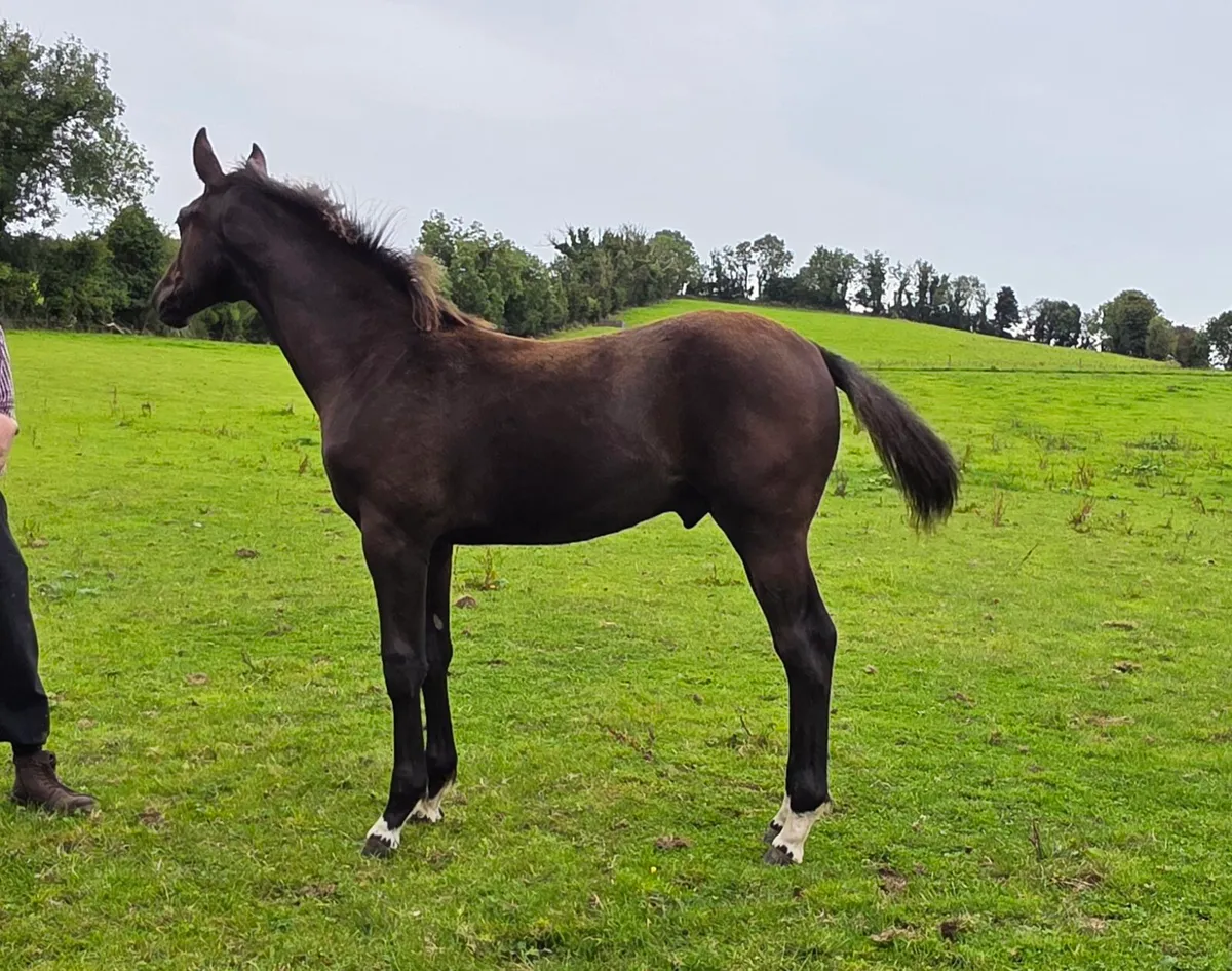 ⭐️⭐️Another Pleasure Colt Foal⭐️⭐️ - Image 1