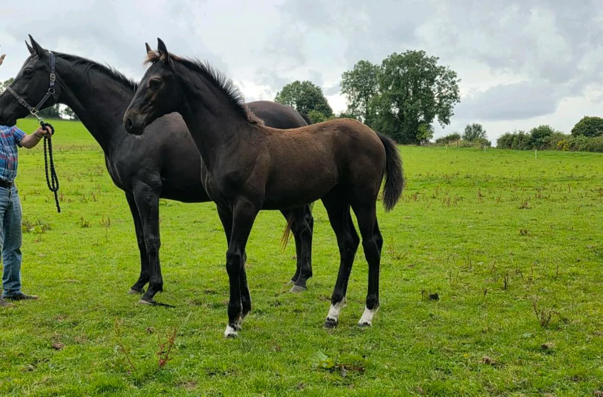 ⭐️⭐️Another Pleasure Colt Foal⭐️⭐️ - Image 2
