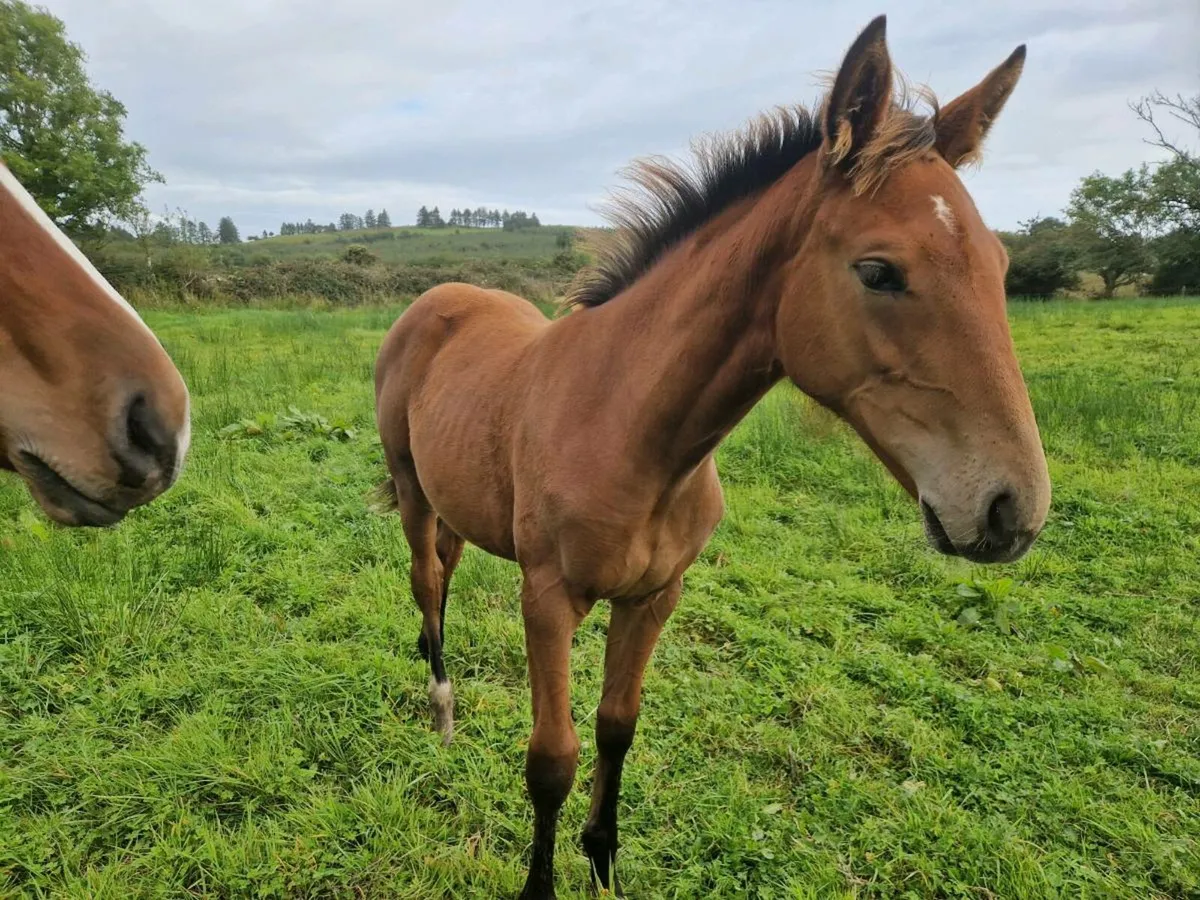 Shiwjumping Filly Foal - Image 1