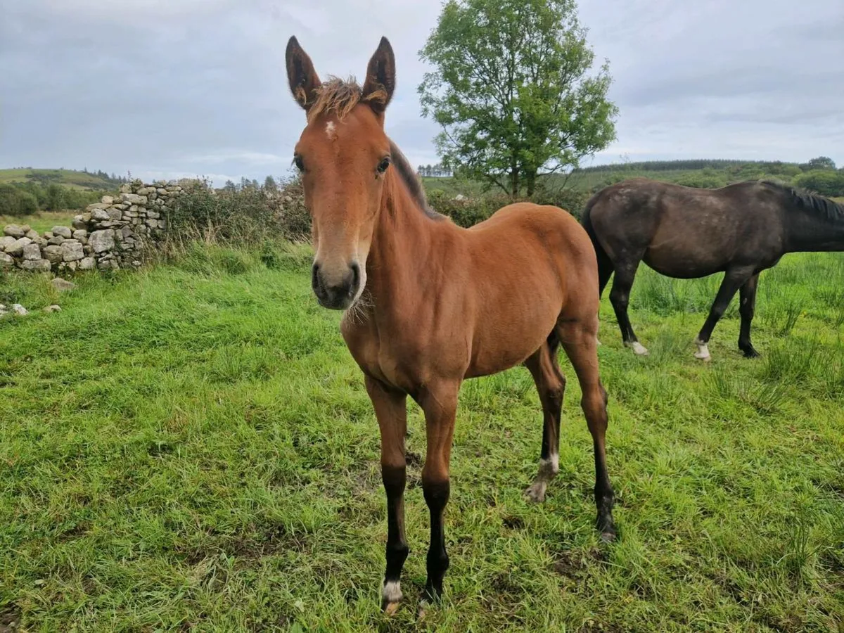Shiwjumping Filly Foal - Image 2