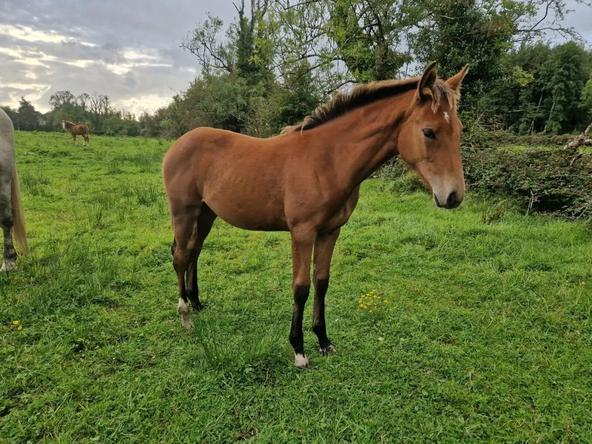 Shiwjumping Filly Foal - Image 3