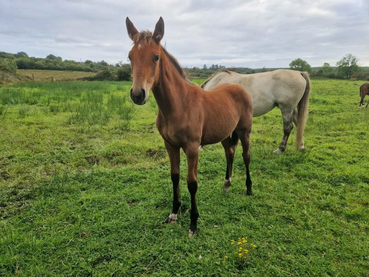 Shiwjumping Filly Foal - Image 4