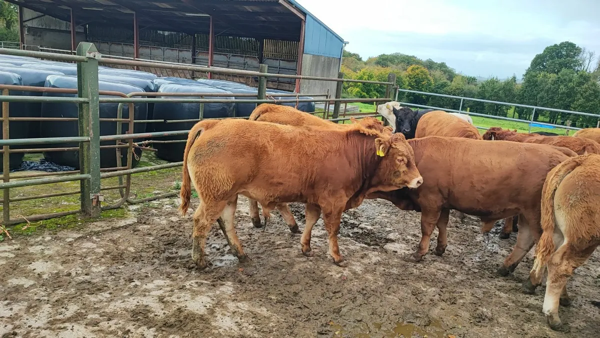 Cattle - Image 1
