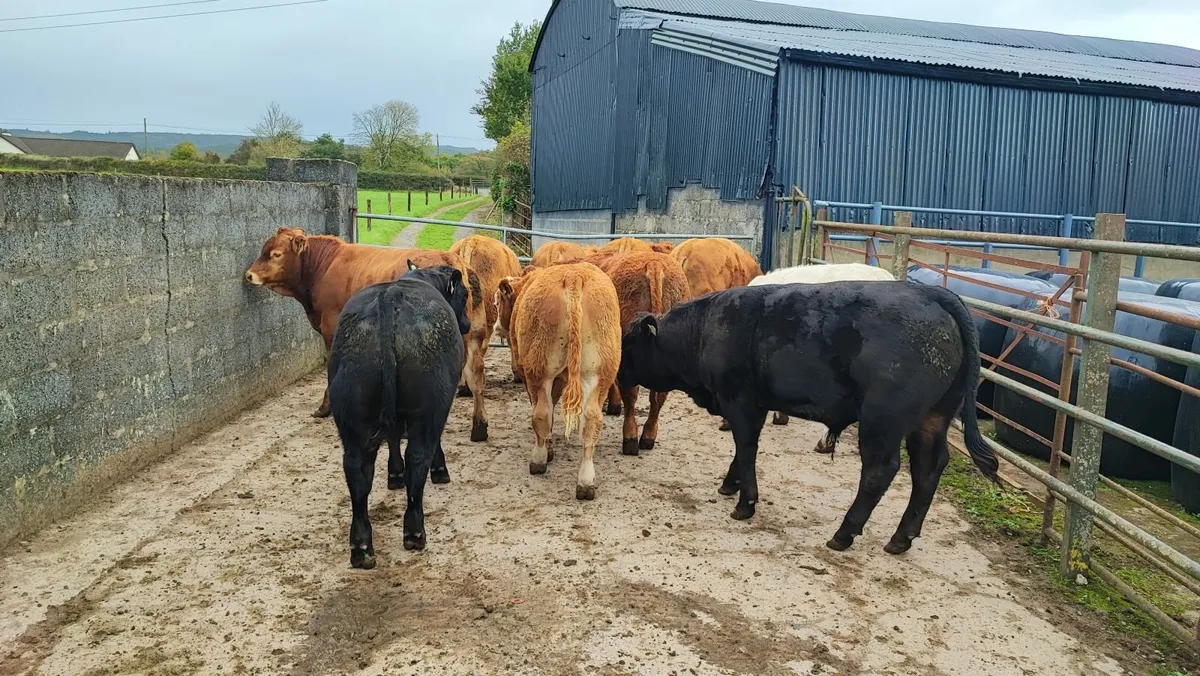 Cattle - Image 2