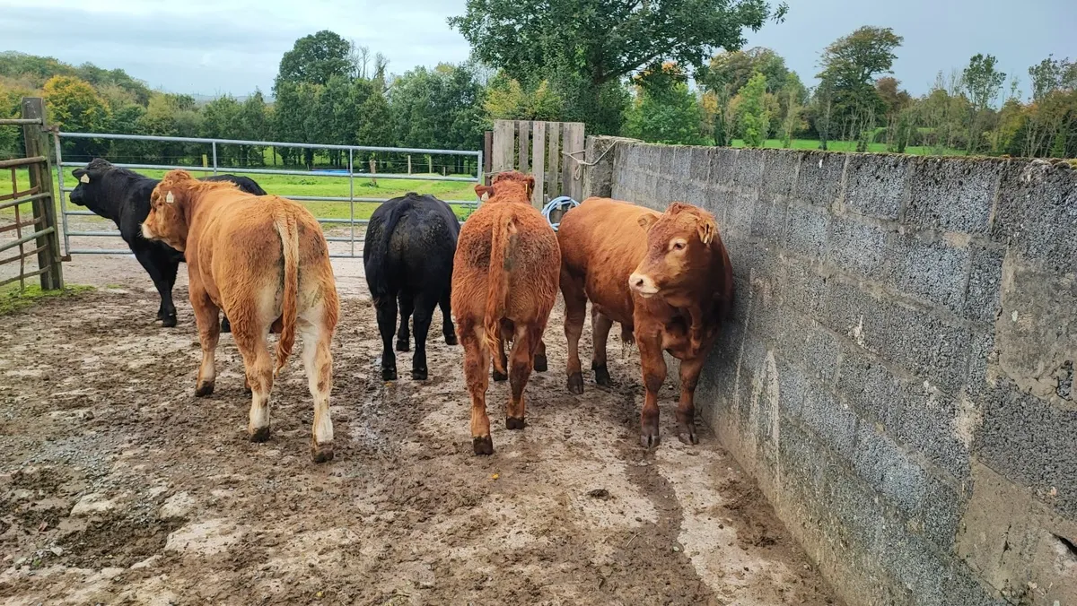 Cattle - Image 3