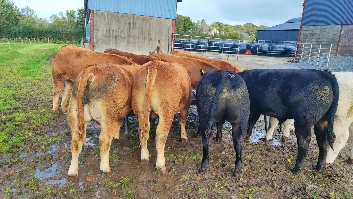 Cattle - Image 4
