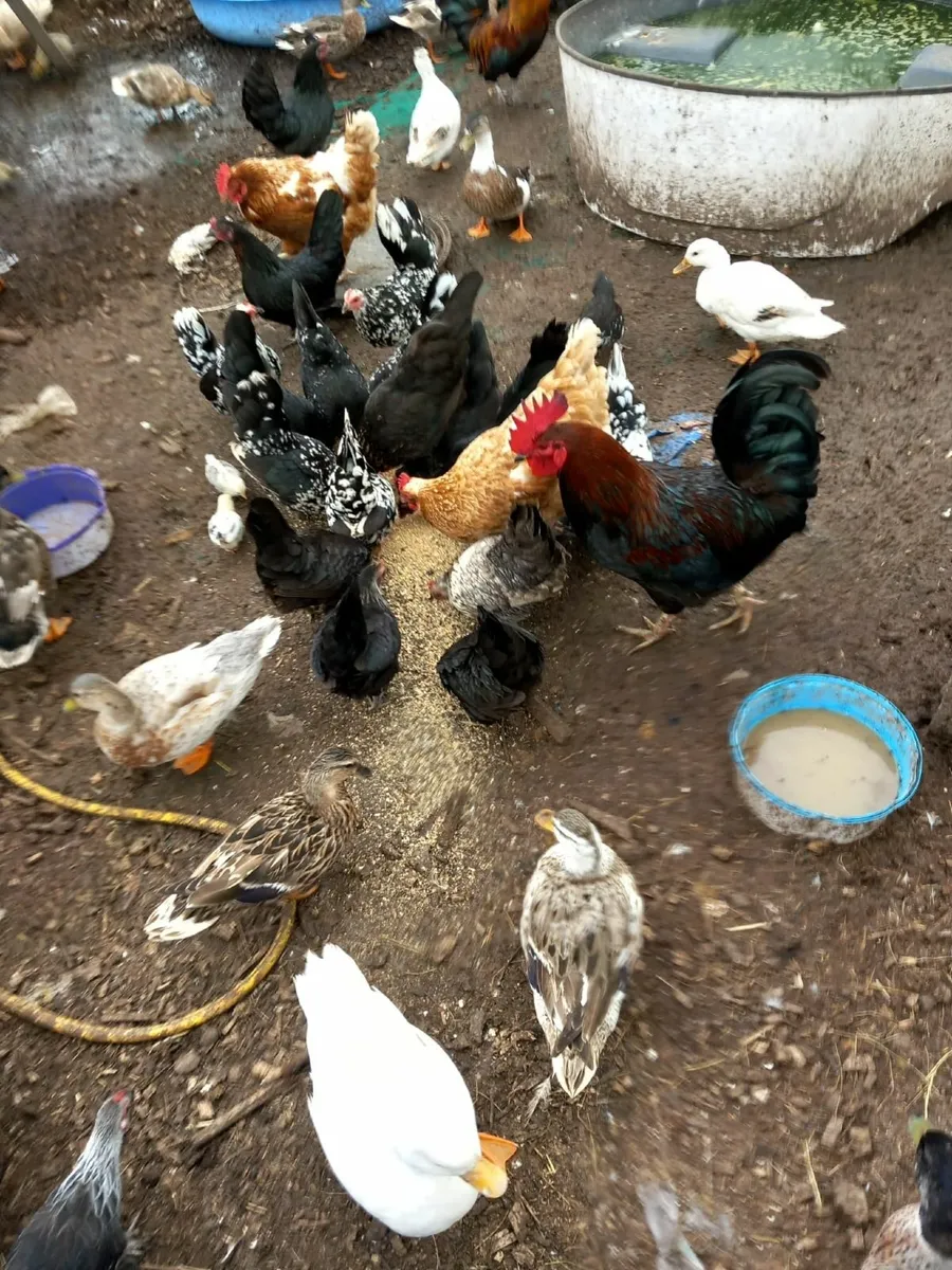 Bantoms and ducks - Image 1