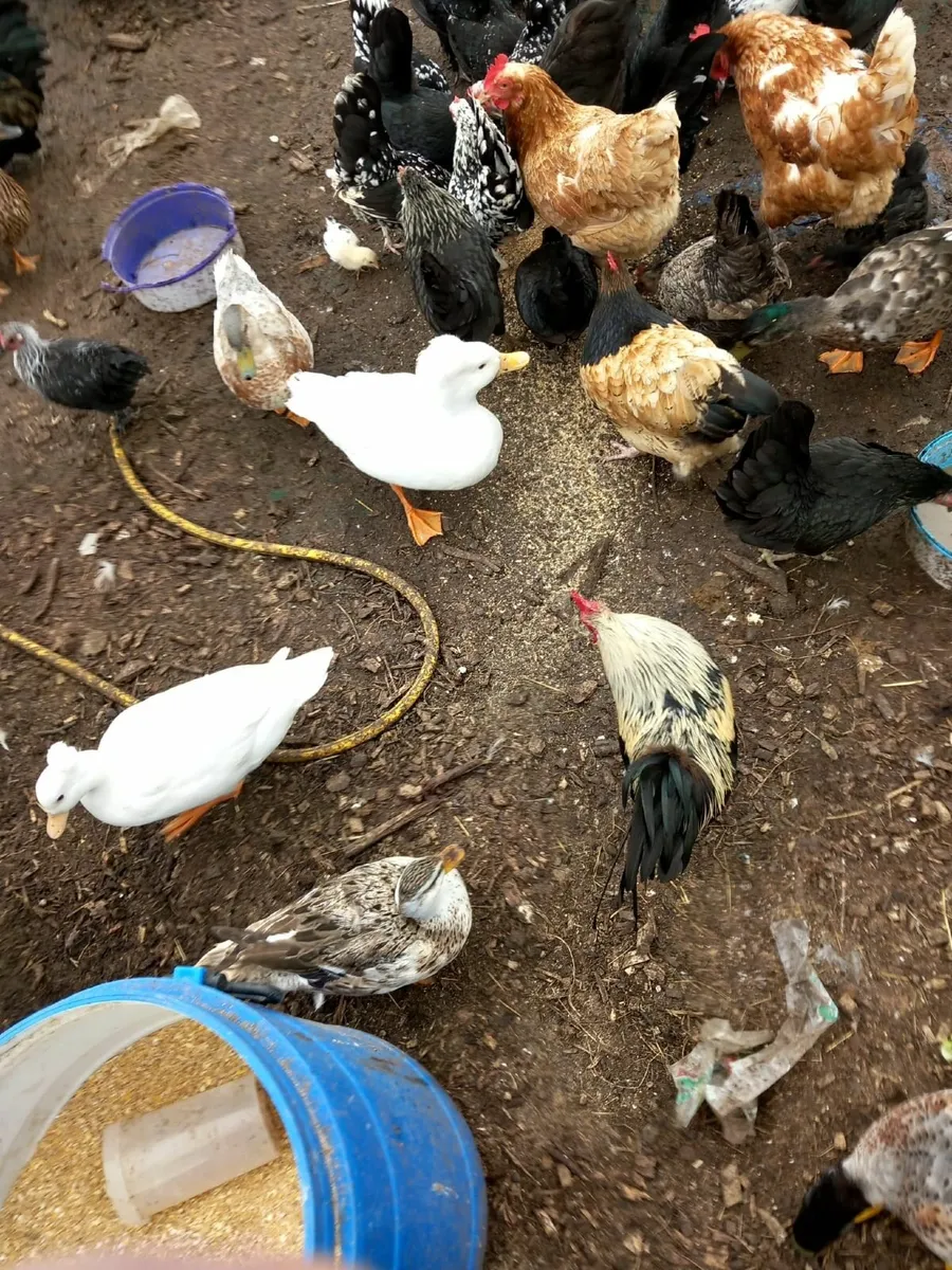 Bantoms and ducks - Image 2