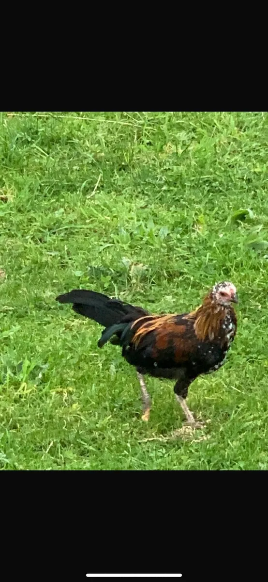 Roosters - Image 1