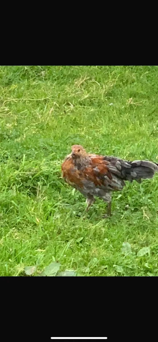 Roosters - Image 2
