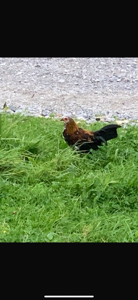 Roosters - Image 3