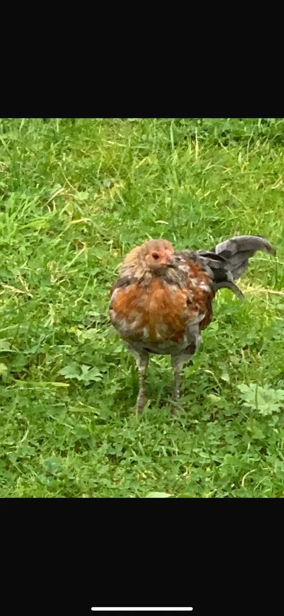 Roosters - Image 4