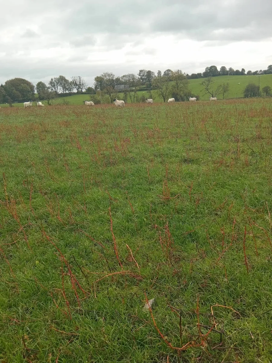 50 broken mouth horny ewes - Image 1