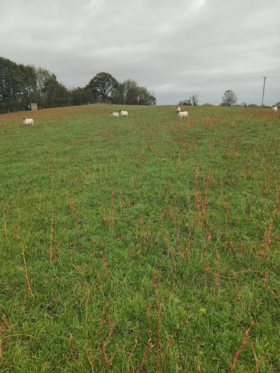 50 broken mouth horny ewes - Image 2