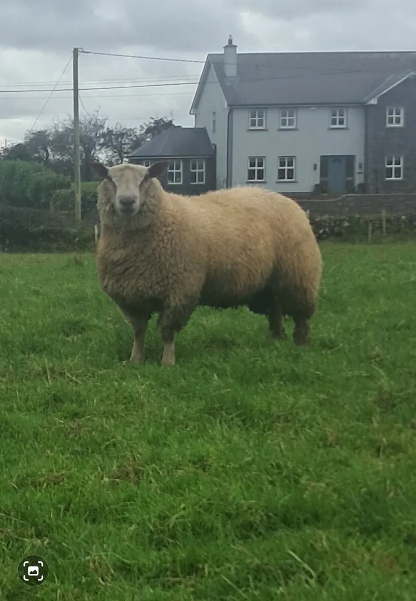 Charollais Ram Lambs - Image 1