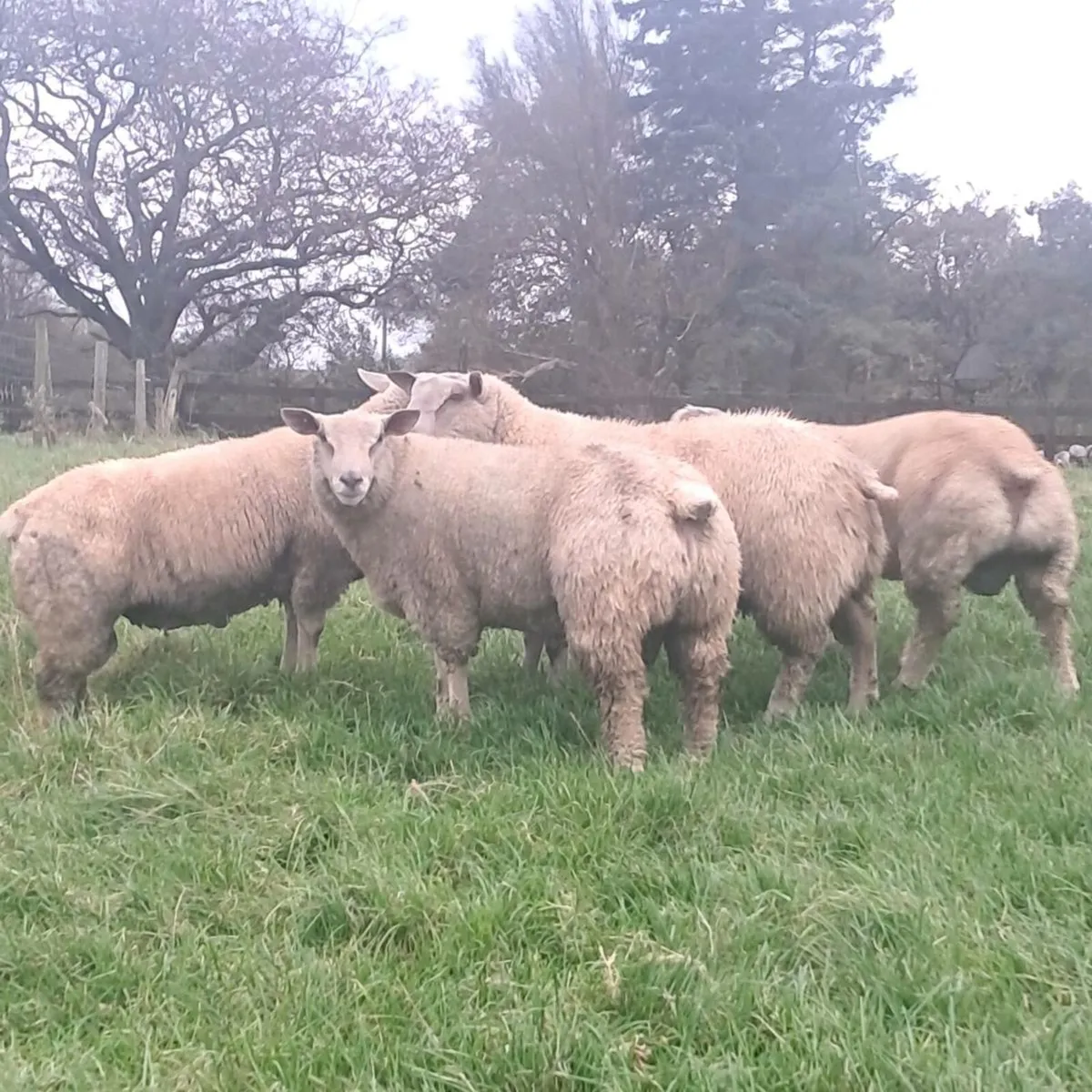 Charollais Ram Lambs - Image 2
