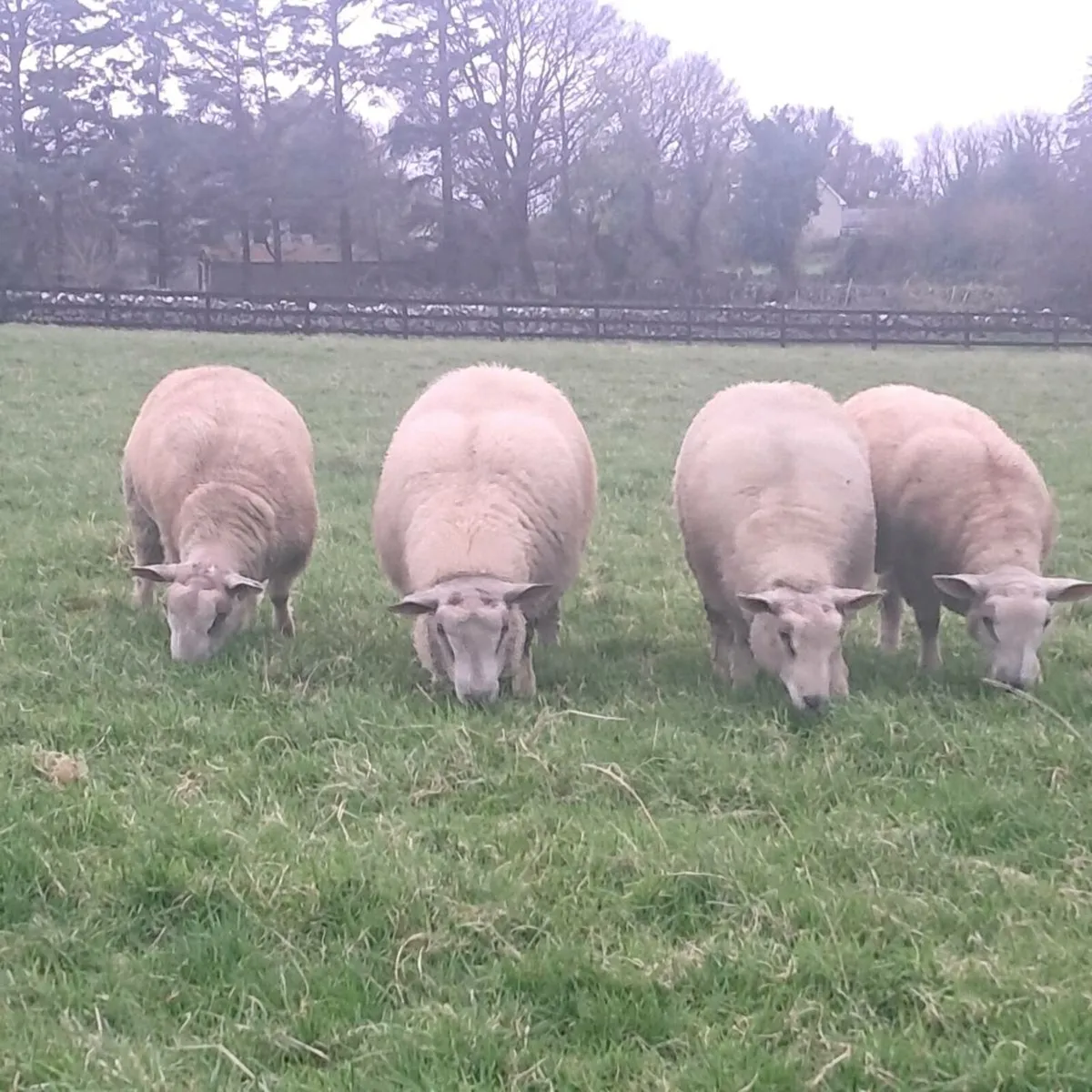 Charollais Ram Lambs - Image 3