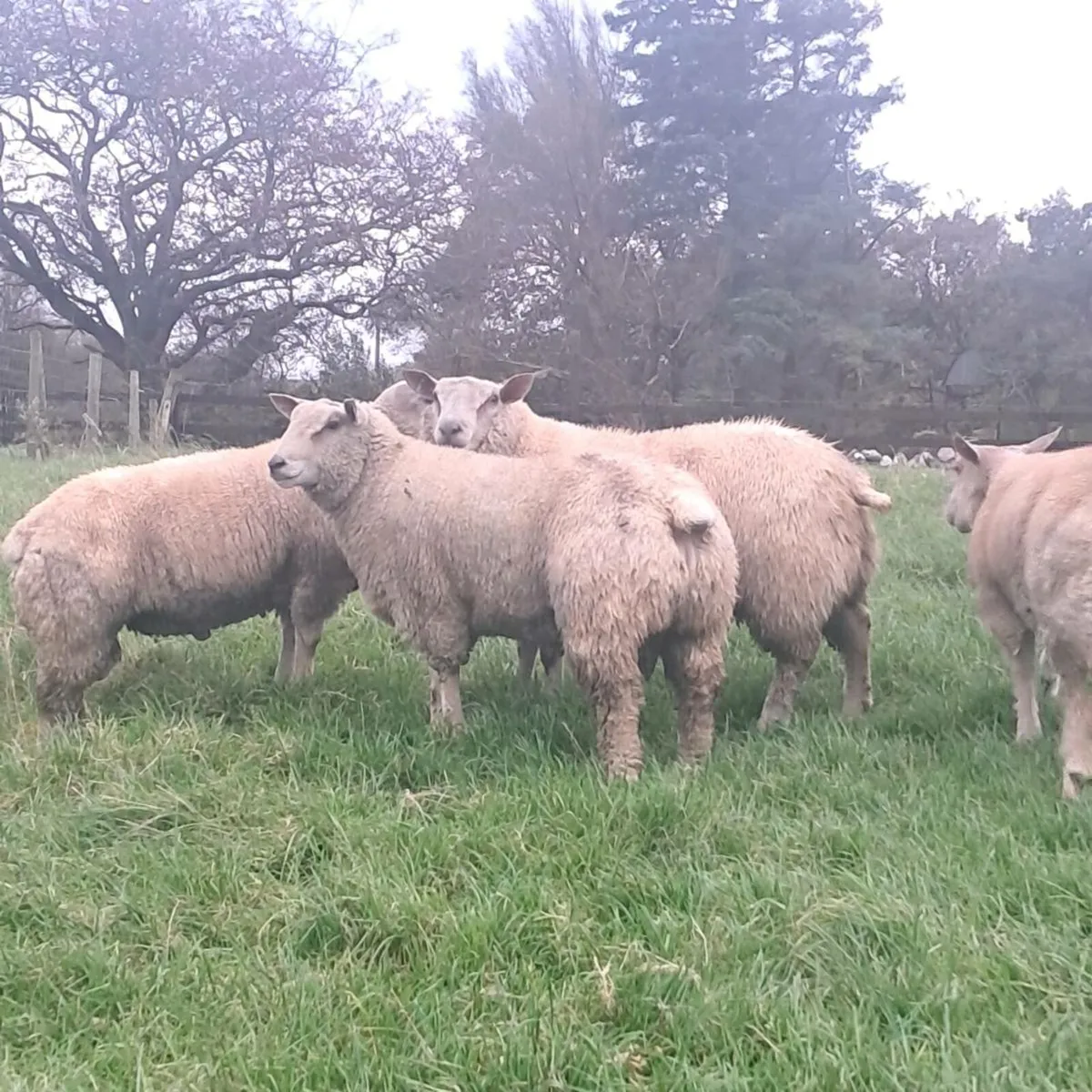 Charollais Ram Lambs - Image 4