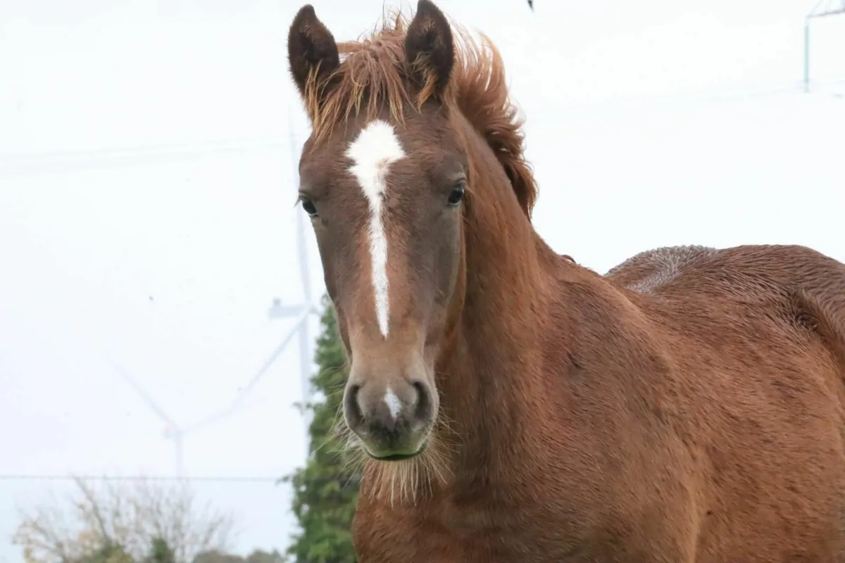 R.I.D. FILLY FOAL - Image 1
