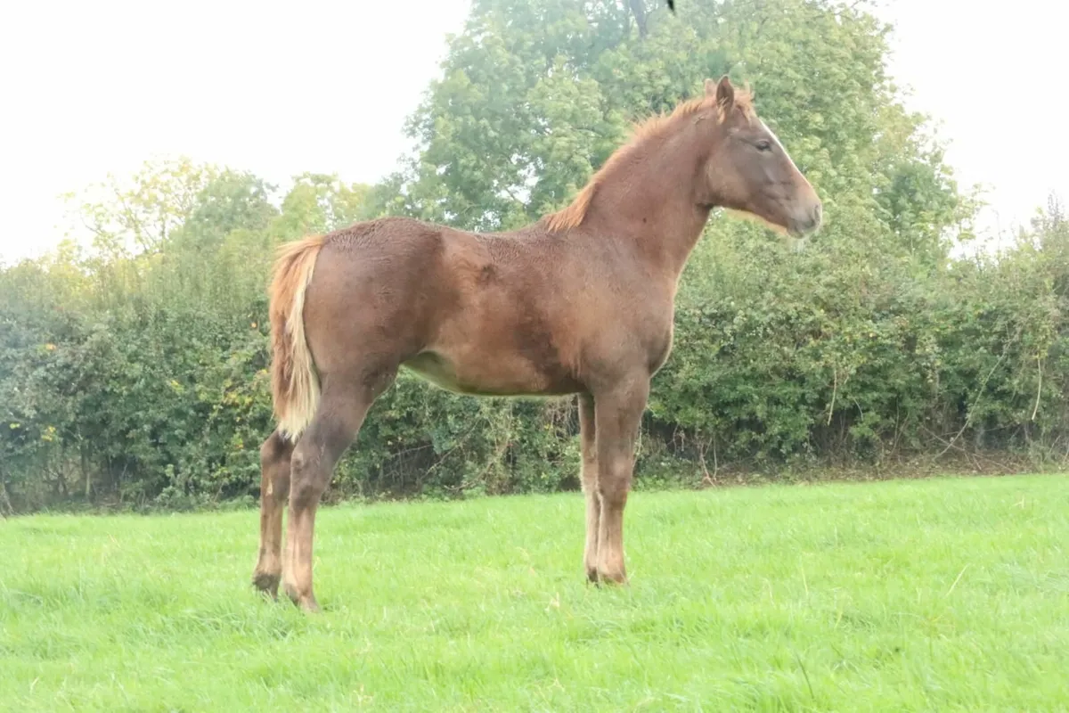 R.I.D. FILLY FOAL - Image 4