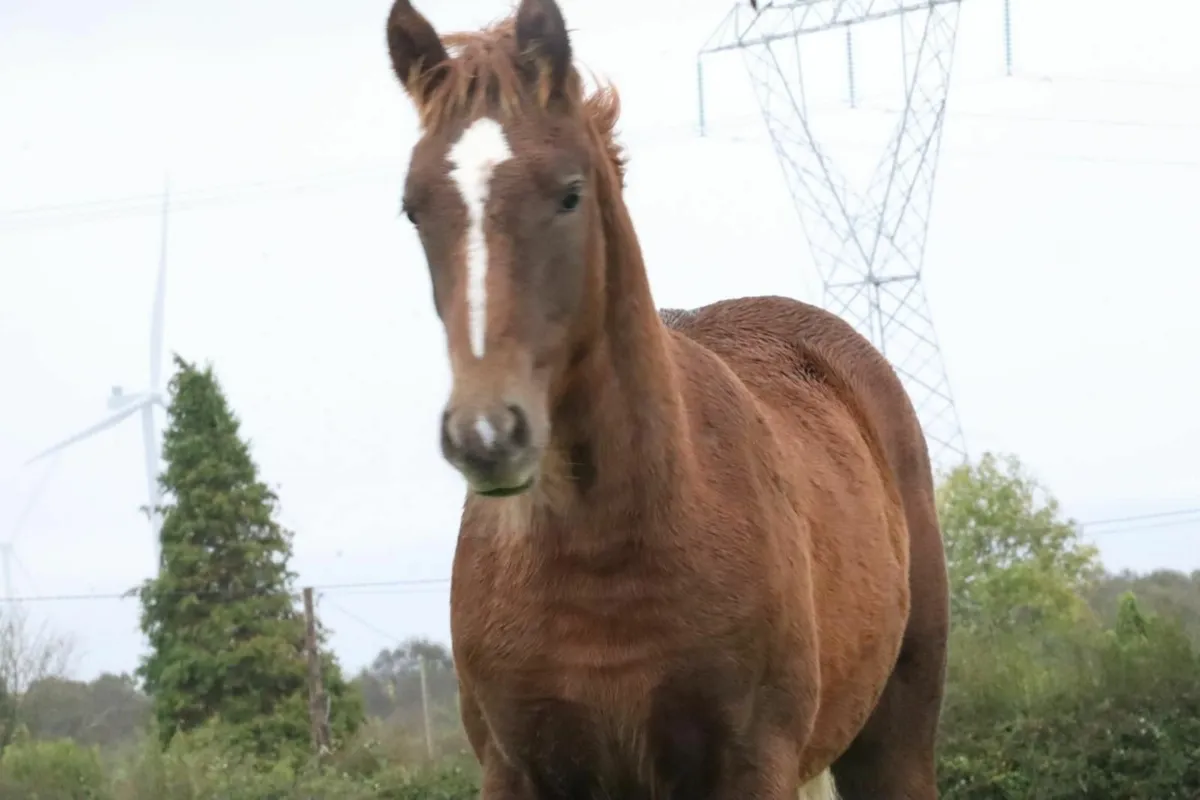 R.I.D. FILLY FOAL - Image 3