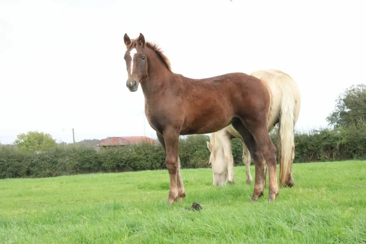 R.I.D. FILLY FOAL - Image 2