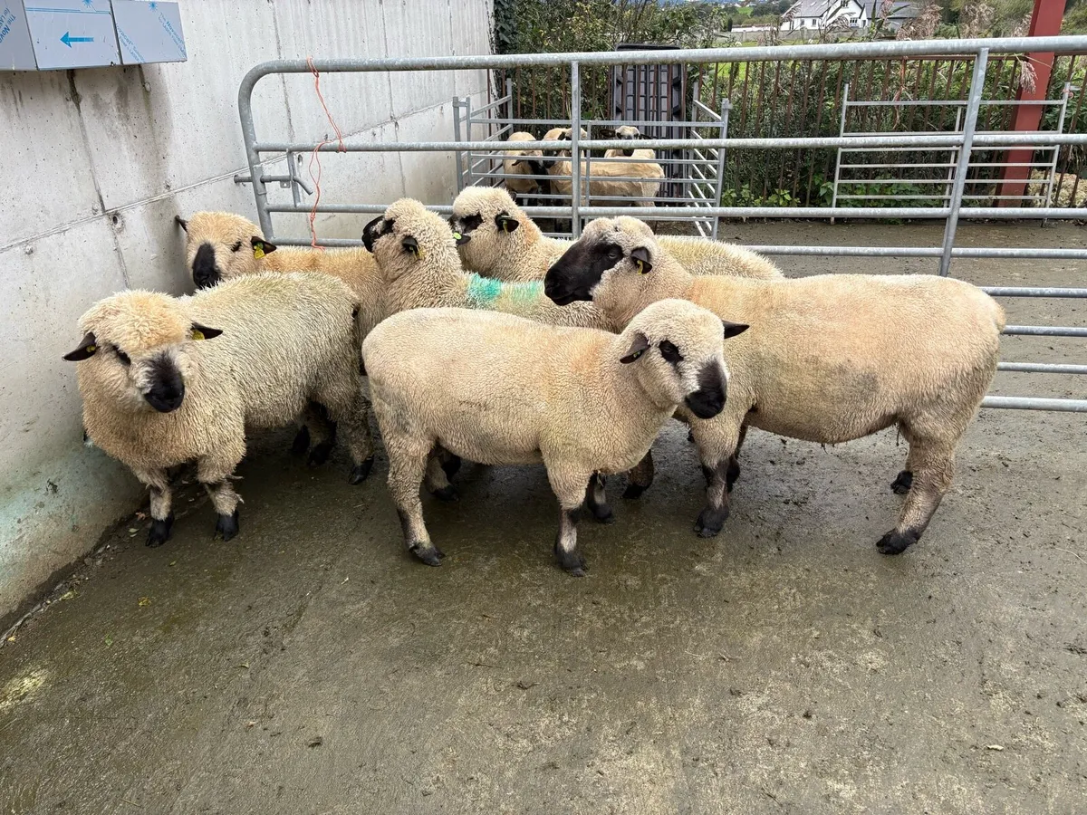 Hampshire Down Rams - Image 3