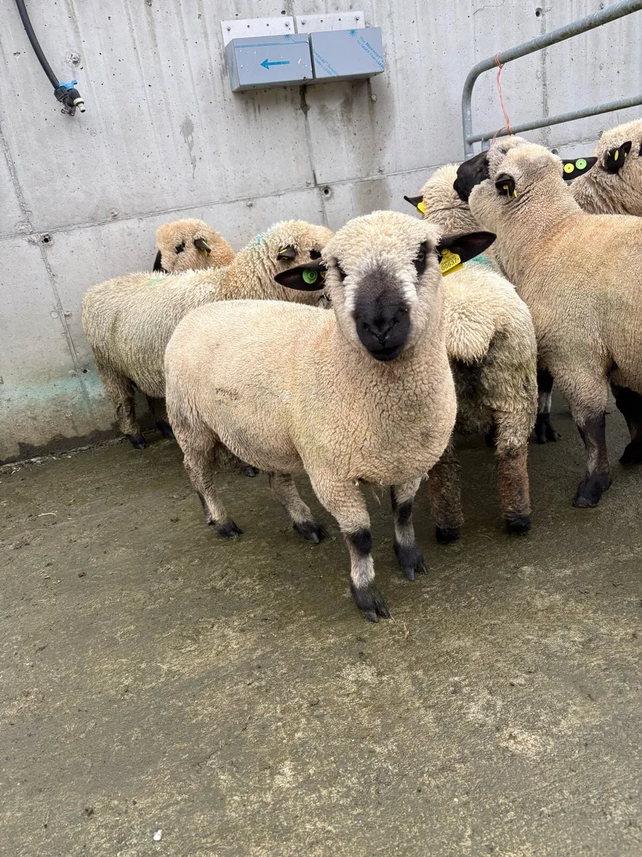 Hampshire Down Rams - Image 1