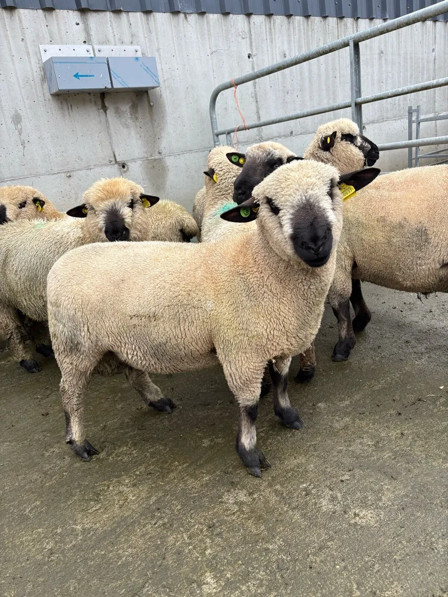 Hampshire Down Rams - Image 2