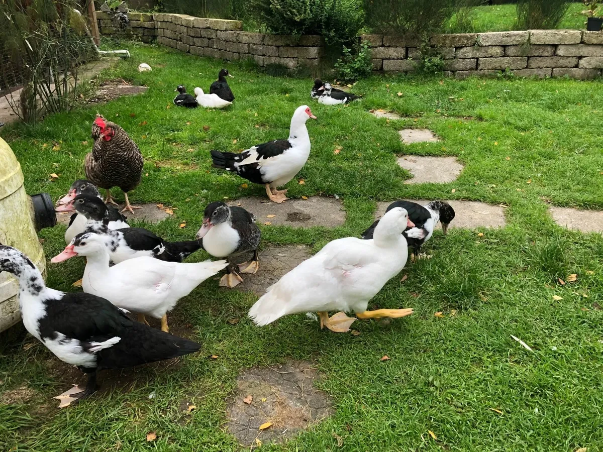 Muscovy ducklings for sale - Image 1