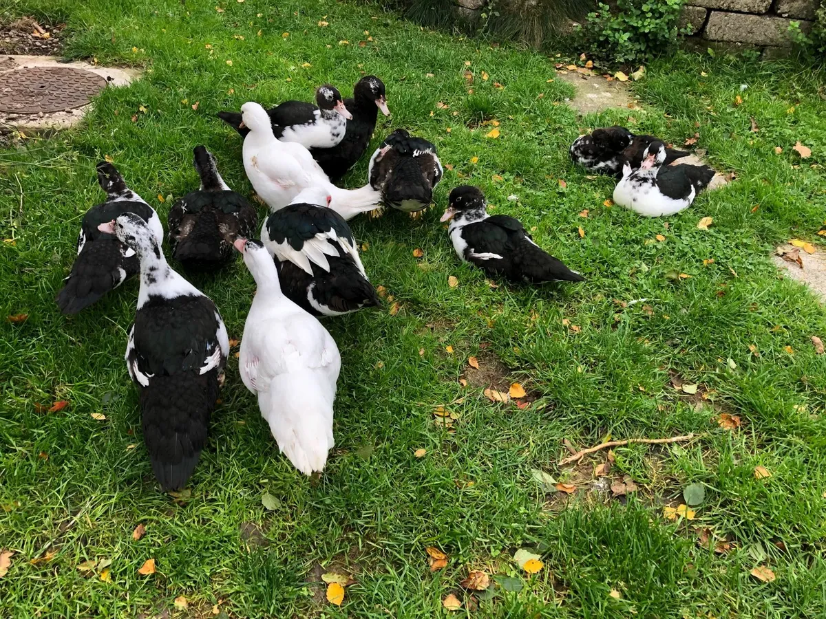 Muscovy ducklings for sale - Image 2