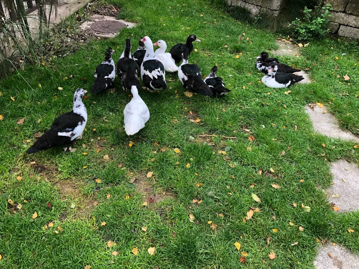 Muscovy ducklings for sale - Image 3